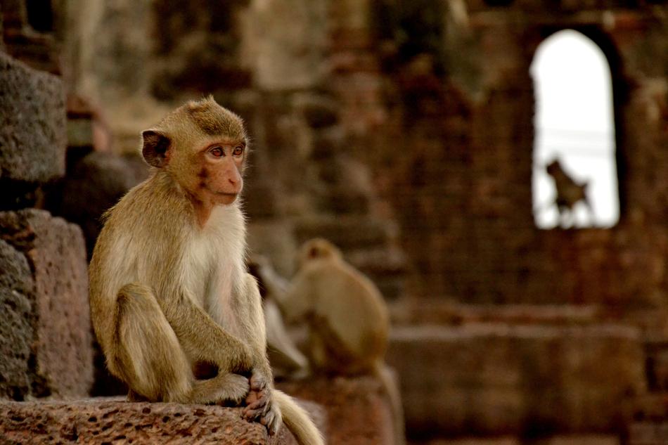 wild Monkey Lopburi Thailand