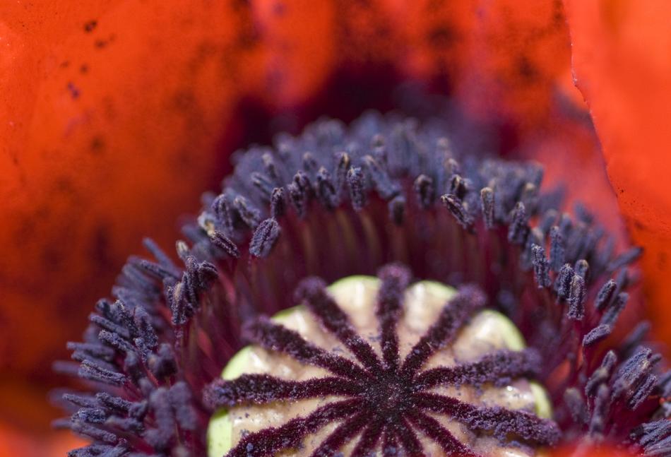 Poppy Centre Bloom
