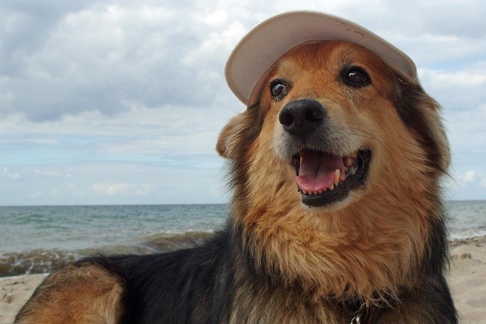 goodly Dog Mixed