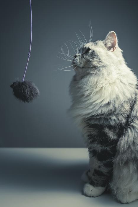 the cat looks at the fluffy brush