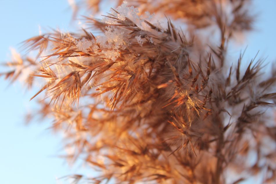 Grass Gold Dry