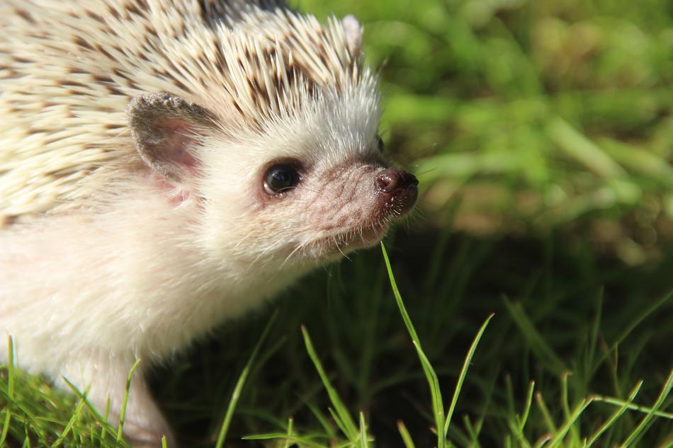 goodly African Dwarf Hedgehogs