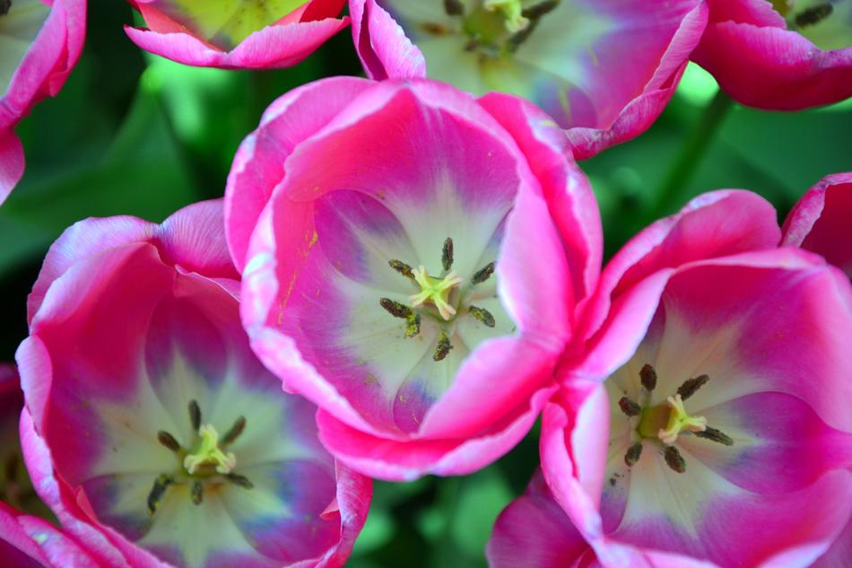 pink Tulips Plants at Nature