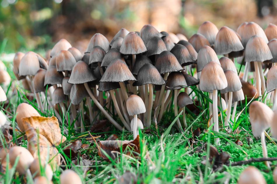 Mushrooms Forest Floor