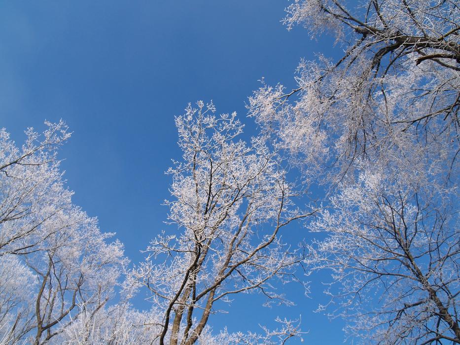 Winter Tree Forest