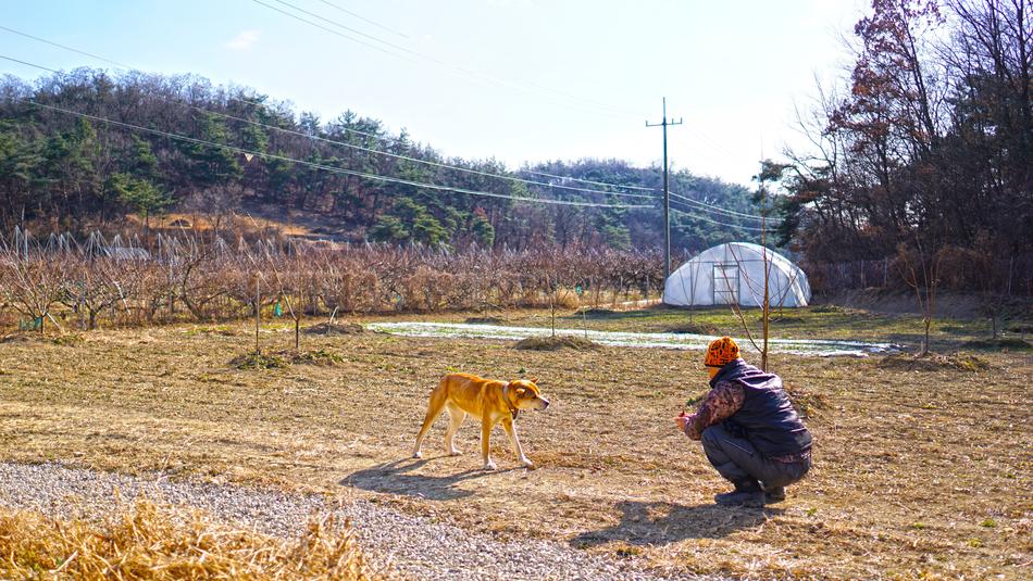 Photo of man and dog in the countryside in Republic of Korea