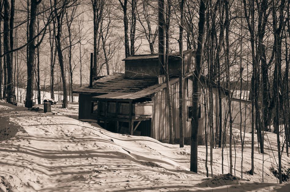 Cabin Sugar Maple