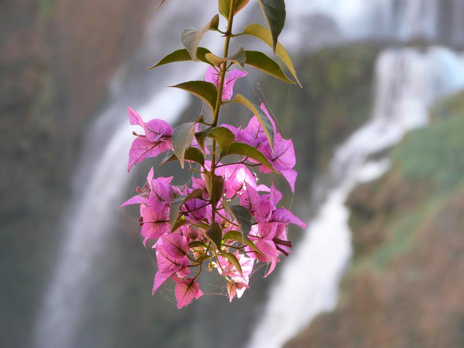 Flower Waterfall Nature