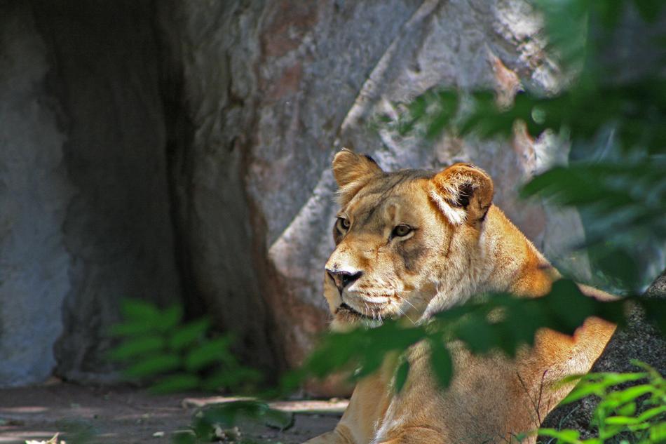 Lioness Quiet