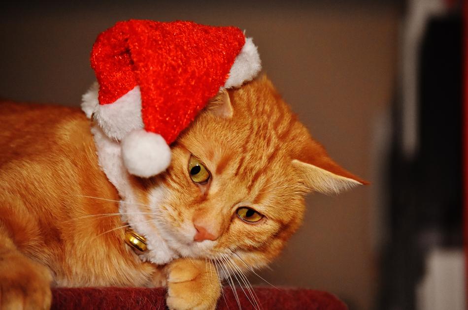 photo of a red cat in a christmas hat