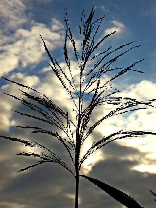 Blade Of Grass Sky Nature