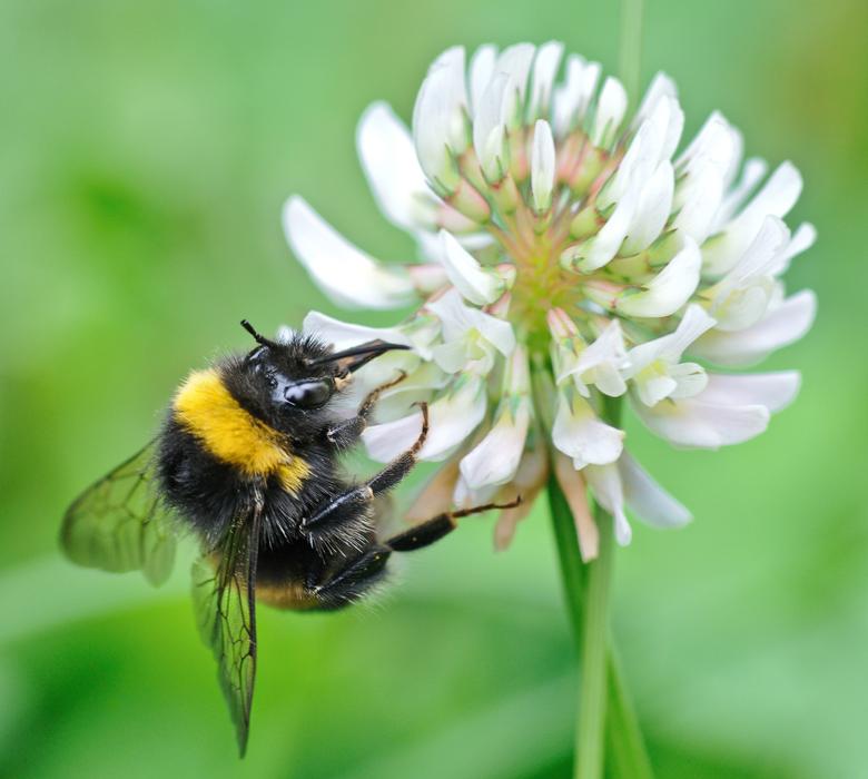 Fluffy black and yellow bourdon sits on a beautiful white clover