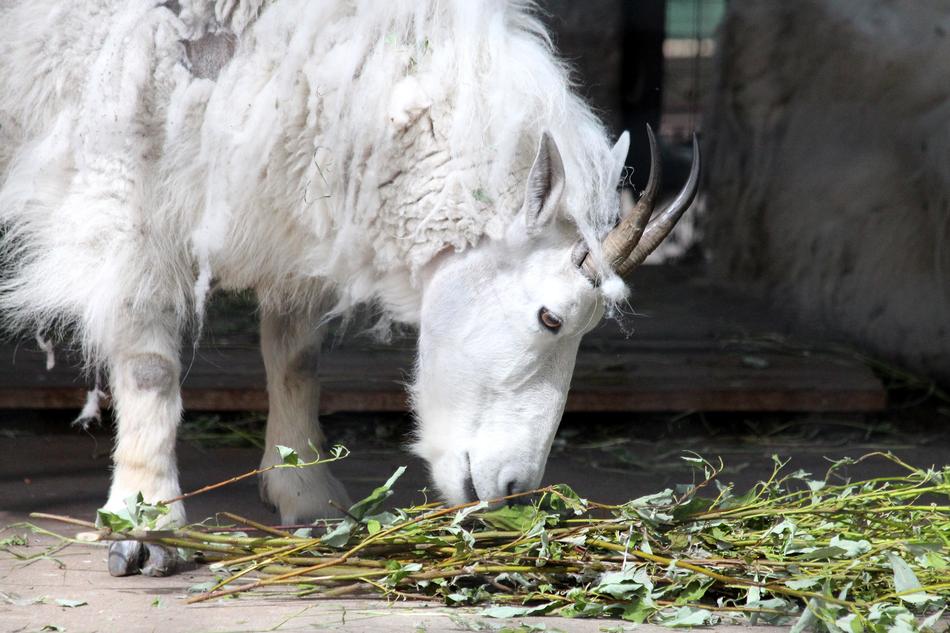 Mountain Goat eating branches in zoo