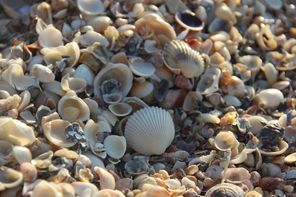 Shells on Mar Beach