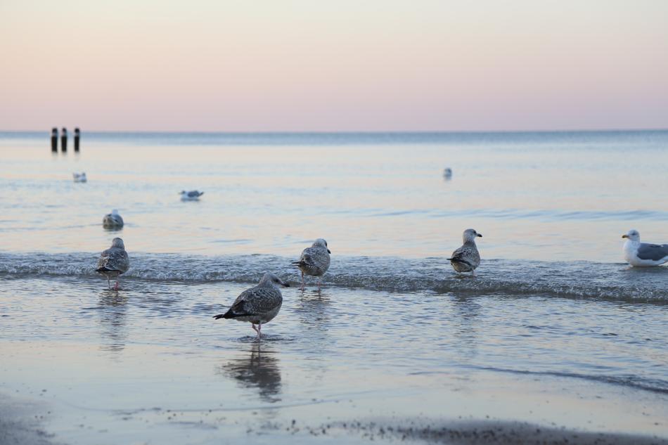 Birds Seagulls at Winter