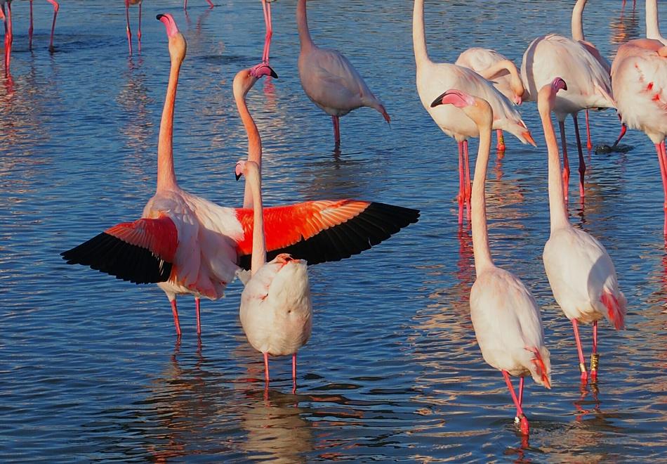 flock of flamingos on the lake