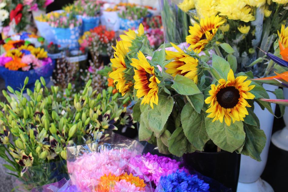 Flowers Sunflower Square