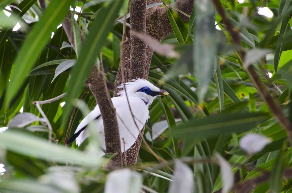 bali starling on a tree at the zoo