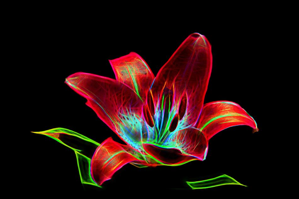 bright lily flower at black background, digital art