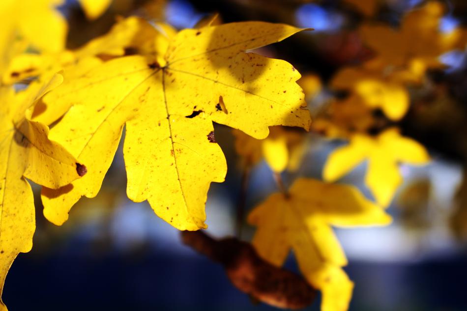 Leaves Yellow Autumn Fall