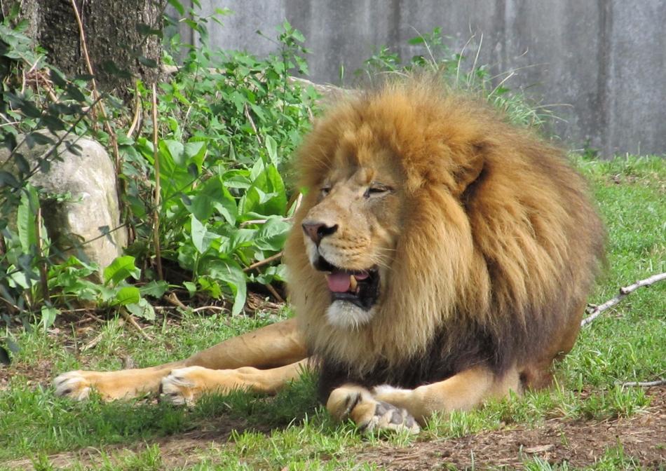 Lion with furry mane rests on grass in zoo