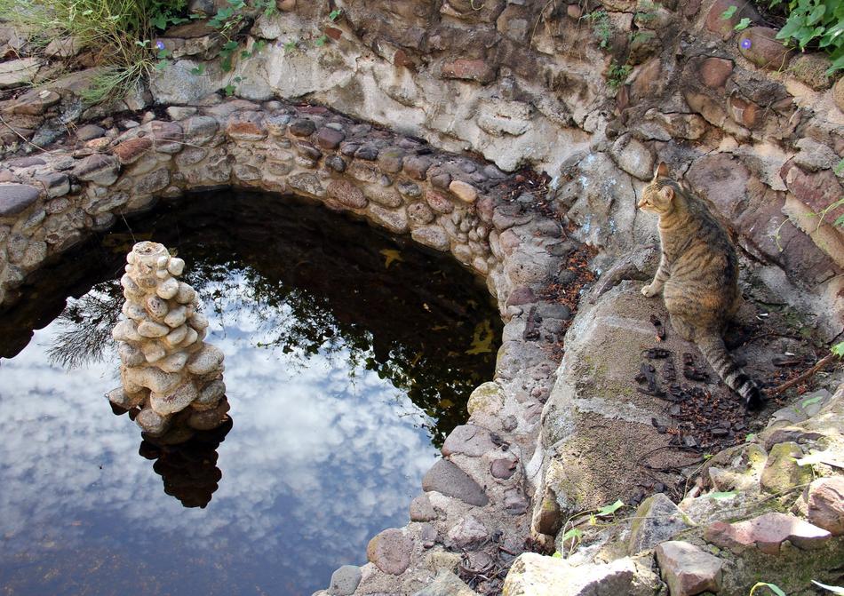 landscape of the cat walks along the shore of the pond