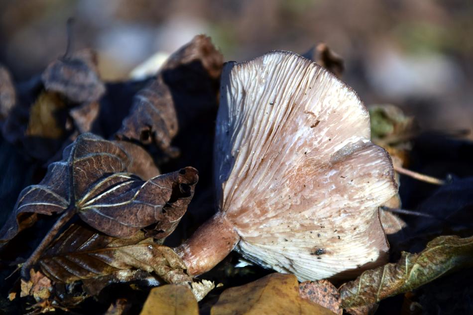 Mushroom Forest Floor