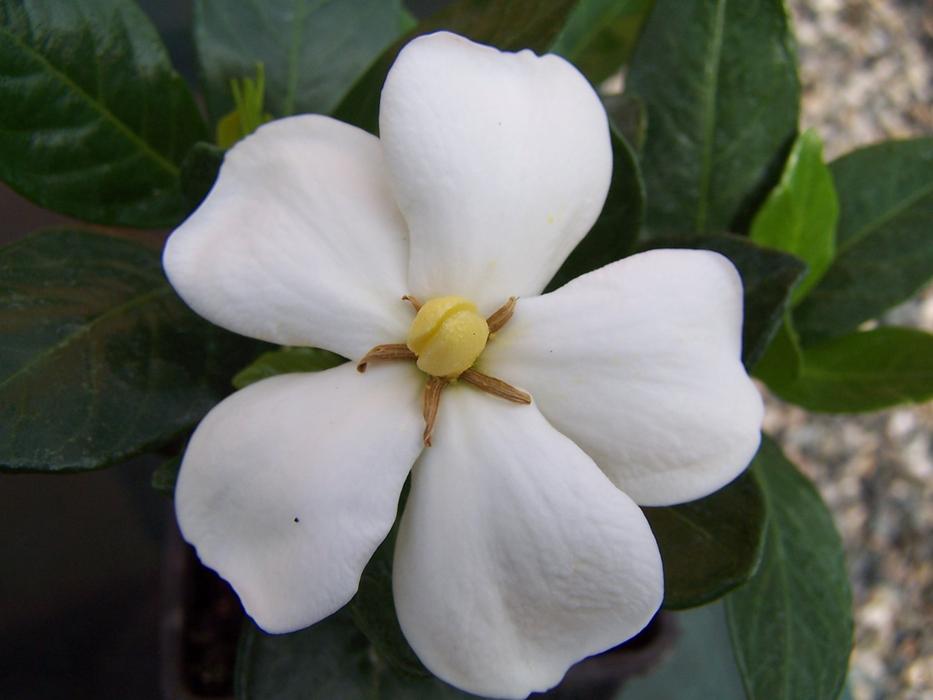 Gardenia Jasminoides Of Kleim