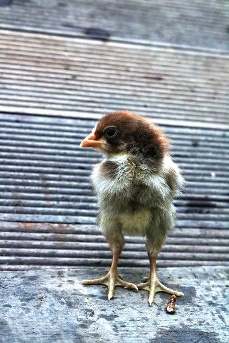 portrait of small chicken on the street in Vietnam