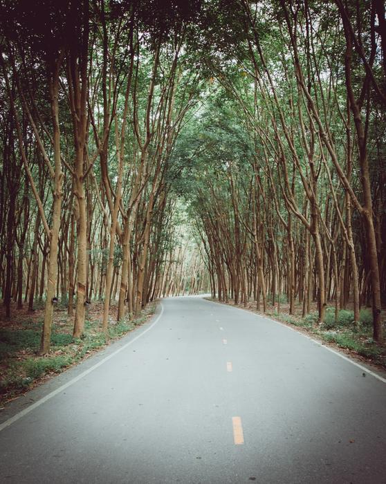 Rubber Tree Tapping The