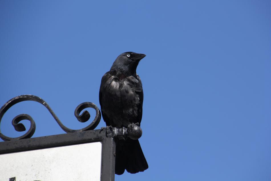 Jackdaw Black Raven Ireland