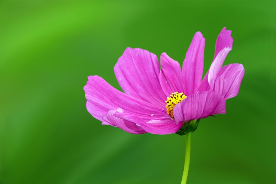 Flower Blossom Bloom