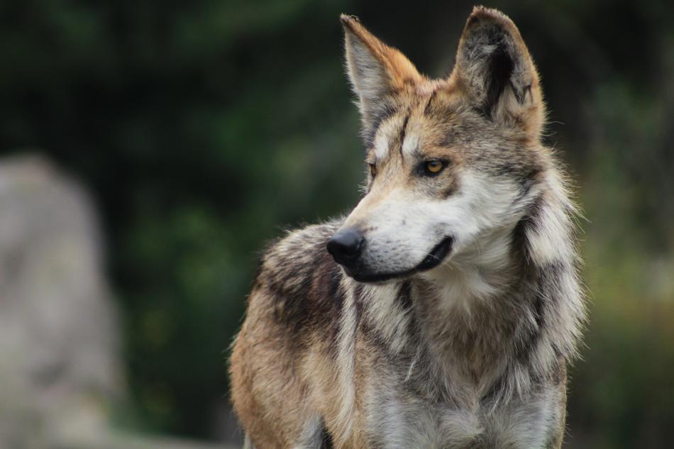 Wolf looking aside at blurred backgrund