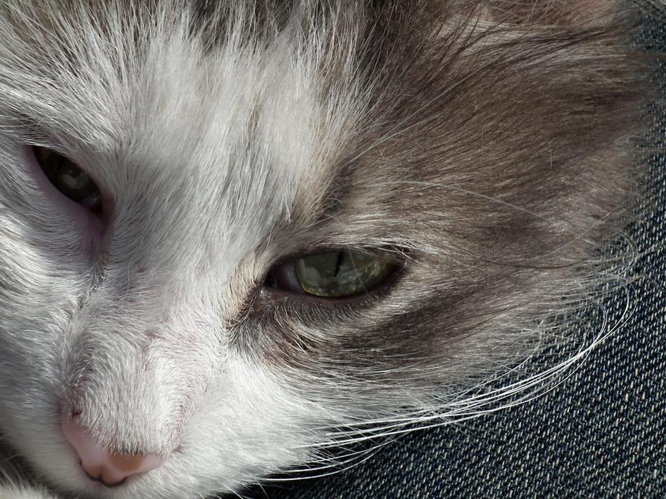 impressively beautiful Cat Pet Cute