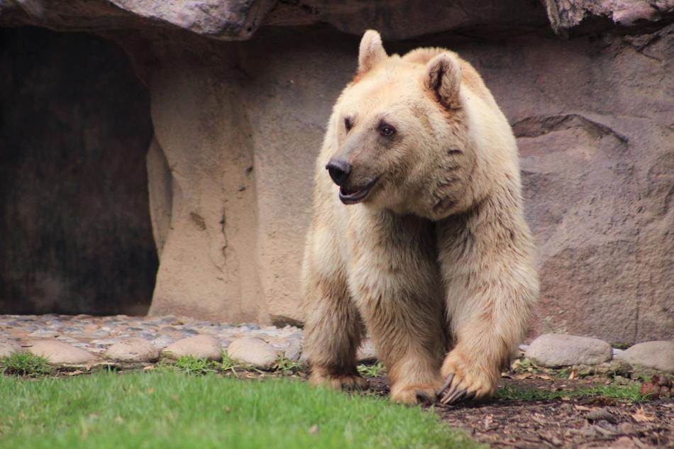 goodly Bear Animal Hair