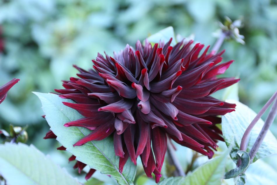 Flower Dahlia Kaktusdahlia in garden