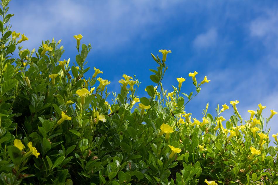 Flower Yellow Sky