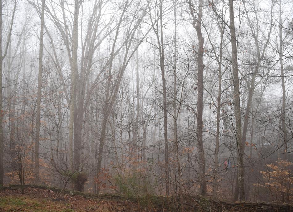Trees Through The Fog Winter Tree