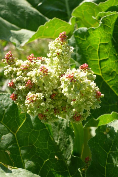 Rhubarb Rheum Rhaponticum Flower