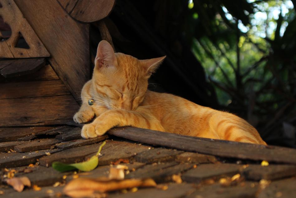 Feline sleep Outdoors