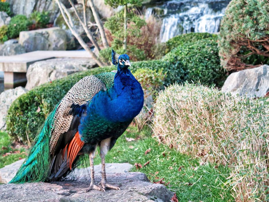 pretty Bird Peacock