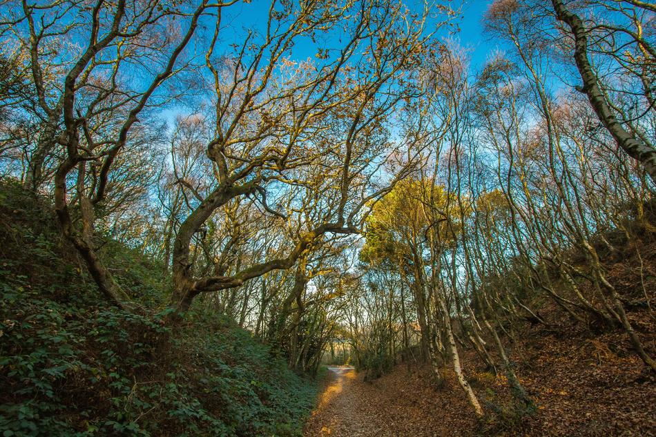 autumn trees in hengistbury head park, england