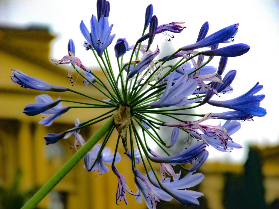 Purple, blue and white with blurred background with the museum monument
