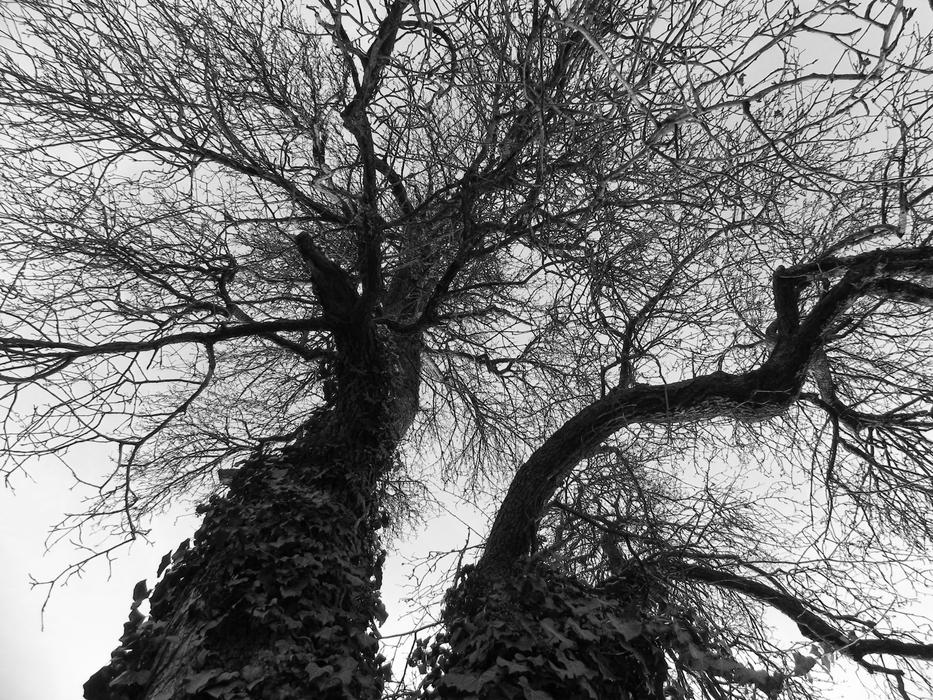 Autumn Seasonal trees