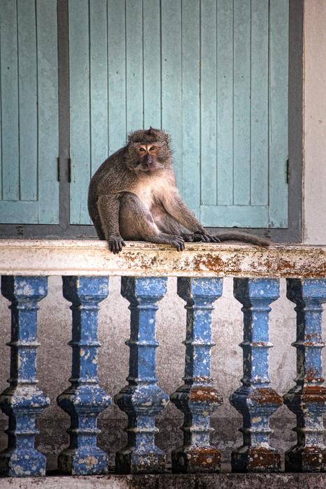 Fluffy monkey on the window