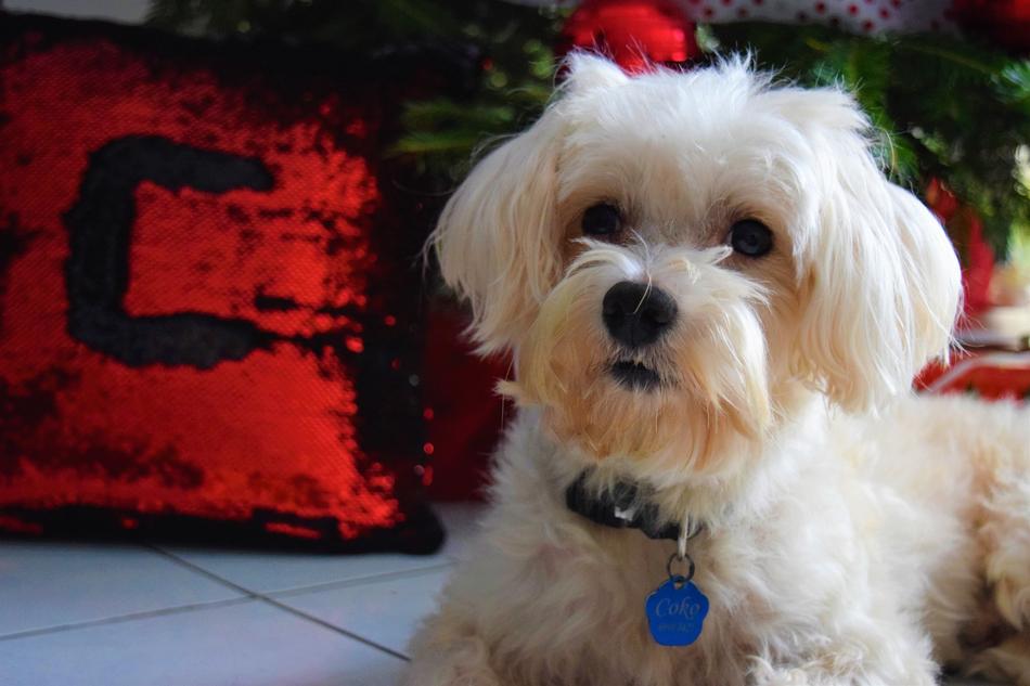 cute fluffy puppy on a background of Christmas tree