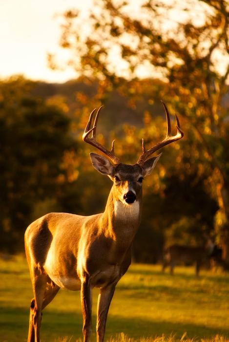 deer stands in the autumn forest in the evening