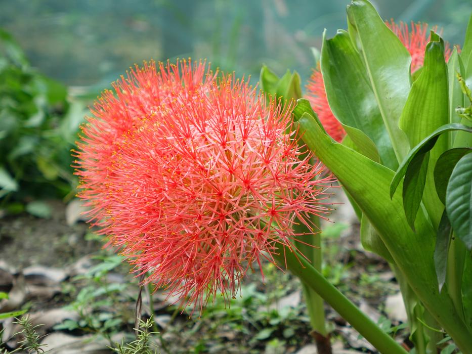 Tennis Spent Blood Lily Flower