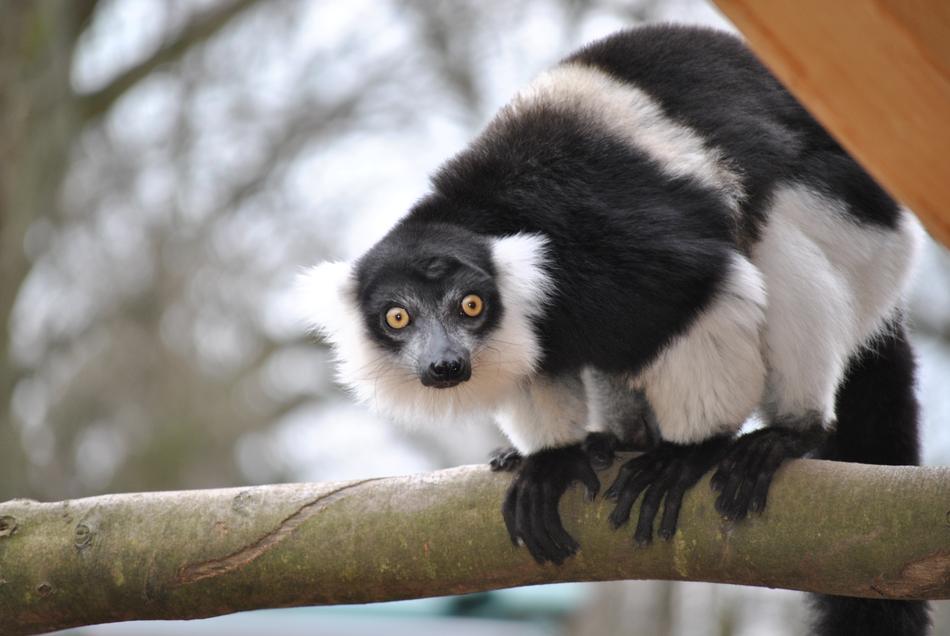 Marmosets Callithrix