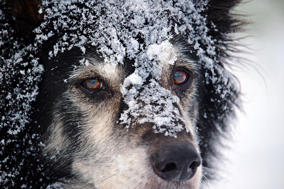 Border Dog British